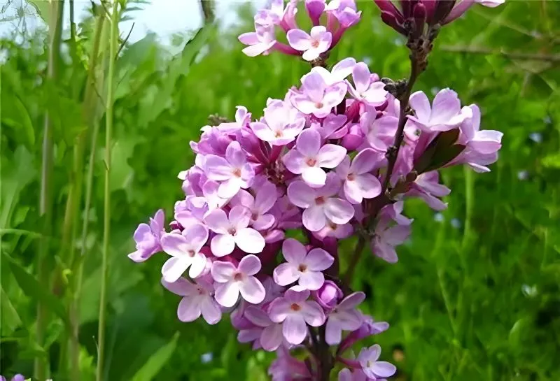ピンク色の花を咲かせた芫花のクローズアップ。背景は緑で、中医学の劇薬として知られる植物。