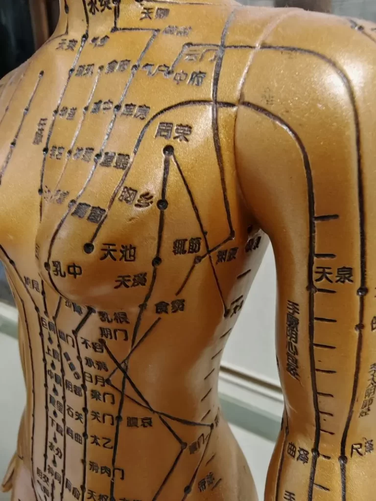 人体経絡模型の左胸部を横から撮影し、胸鄉穴・周榮穴など心包経のツボが明確に表示された画像