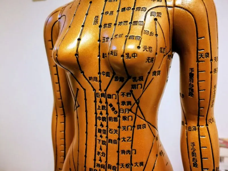 女性の人体ツボ模型の胸部に、乳房を通る11本の経絡とツボ名が表示された中医学の経絡図