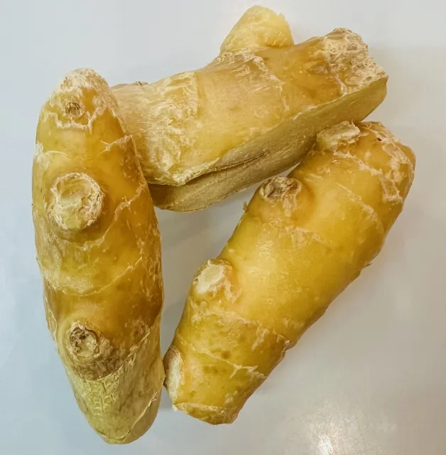 新鮮な生姜の塊が3個並んだ写真、中医学で冷え性や風邪予防に効果的な生姜