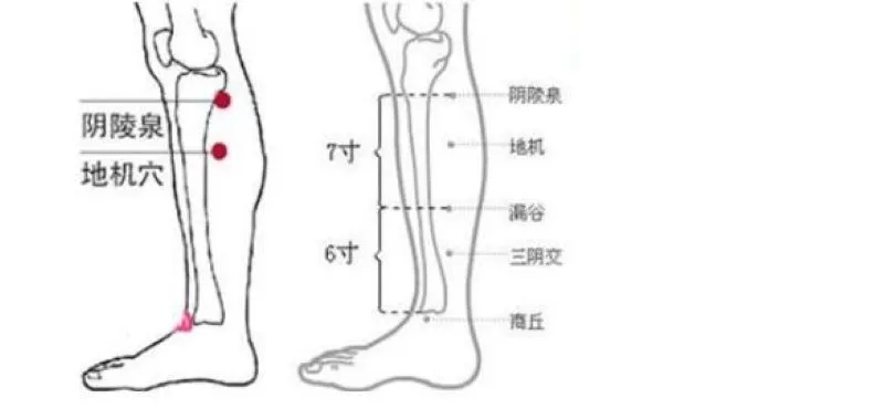 右足の骨格を示した線画で、陰陵泉・地機・漏谷・三陰交・商丘のツボ位置と距離(陰陵泉〜漏谷7寸、漏谷〜商丘6寸)が赤丸と表記で示されている図。