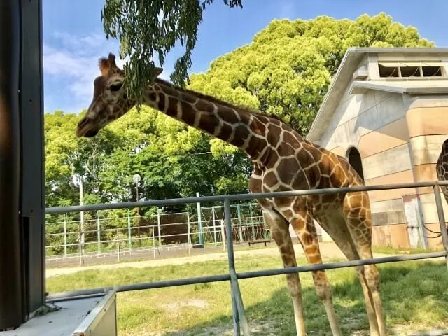 整体で首を長くするイメージのキリンが樹の葉を食べる動物園の様子。背景に緑の木々と施設が見える。