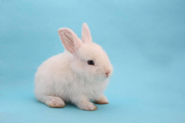 コロコロするウサギ便は麻子仁丸で治せる