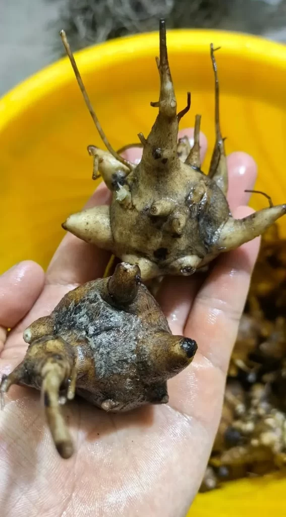 手のひらに乗せた附子の根。洗った直後のトリカブトの塊で、漢方薬に使われる重要な生薬。
