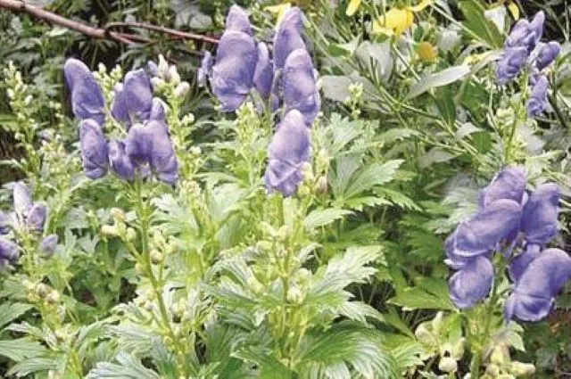 緑の葉の間に咲く附子（トリカブト）の紫色の花。中医学で用いられる強力な温薬の象徴。