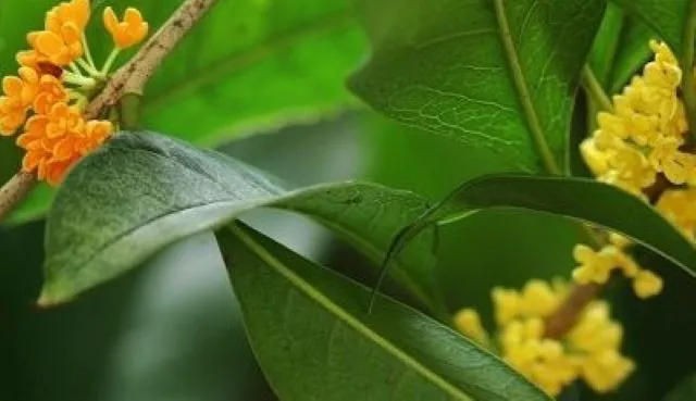桂枝（けいし）の植物。緑の葉と鮮やかな黄色い花が咲いた自然状態の様子