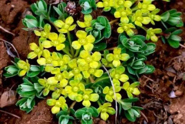 甘遂の黄色い花と緑の葉を上から撮影した写真