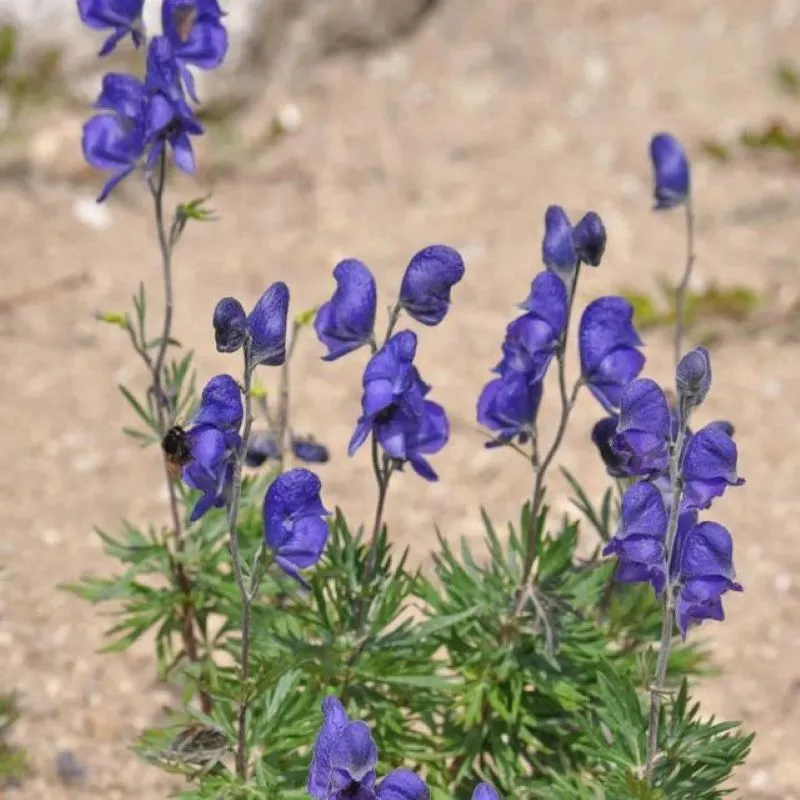 附子の原料となるトリカブトの紫色の花