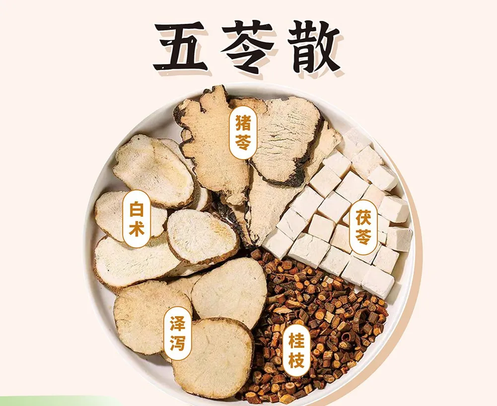 五苓散の生薬を白い容器に並べ、各生薬の中国語名が記載されている
