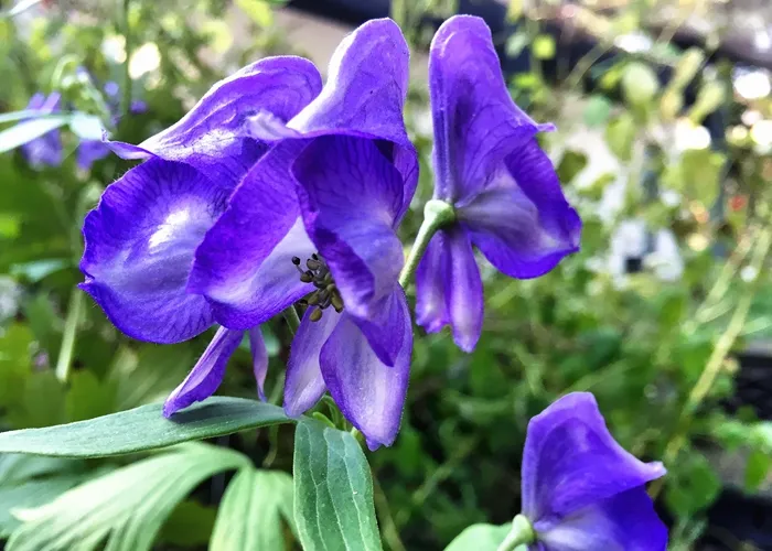 烏頭の紫色の花のクローズアップ写真