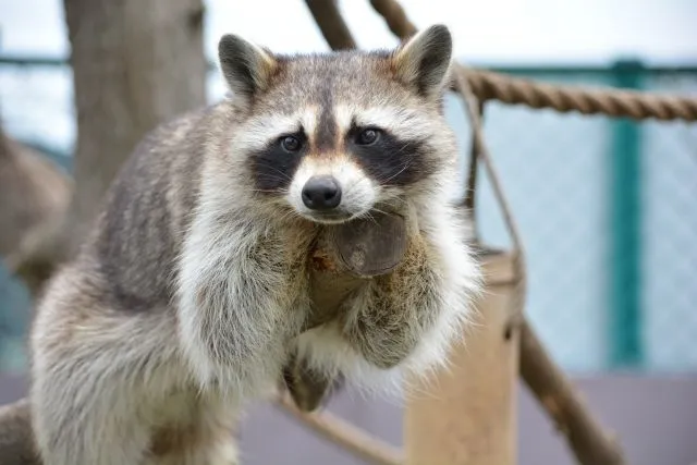 木の枝に座るアライグマがこちらをじっと見つめている、好奇心旺盛な表情の野生動物