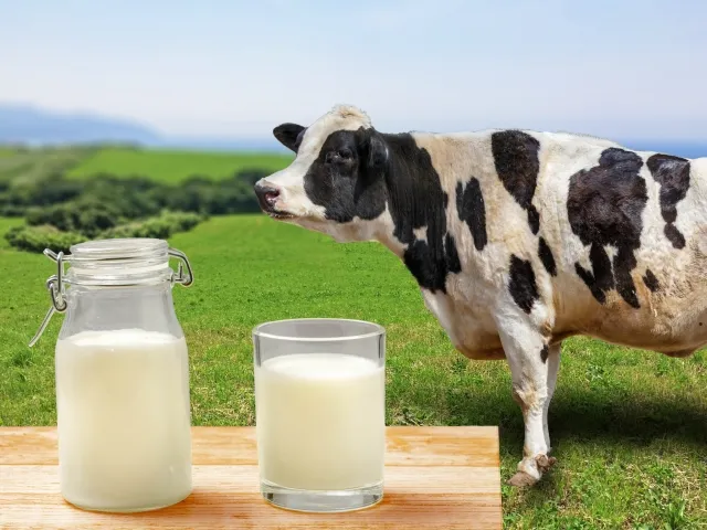 牛乳の入ったコップとピッチャー、隣に立つ乳牛の写真