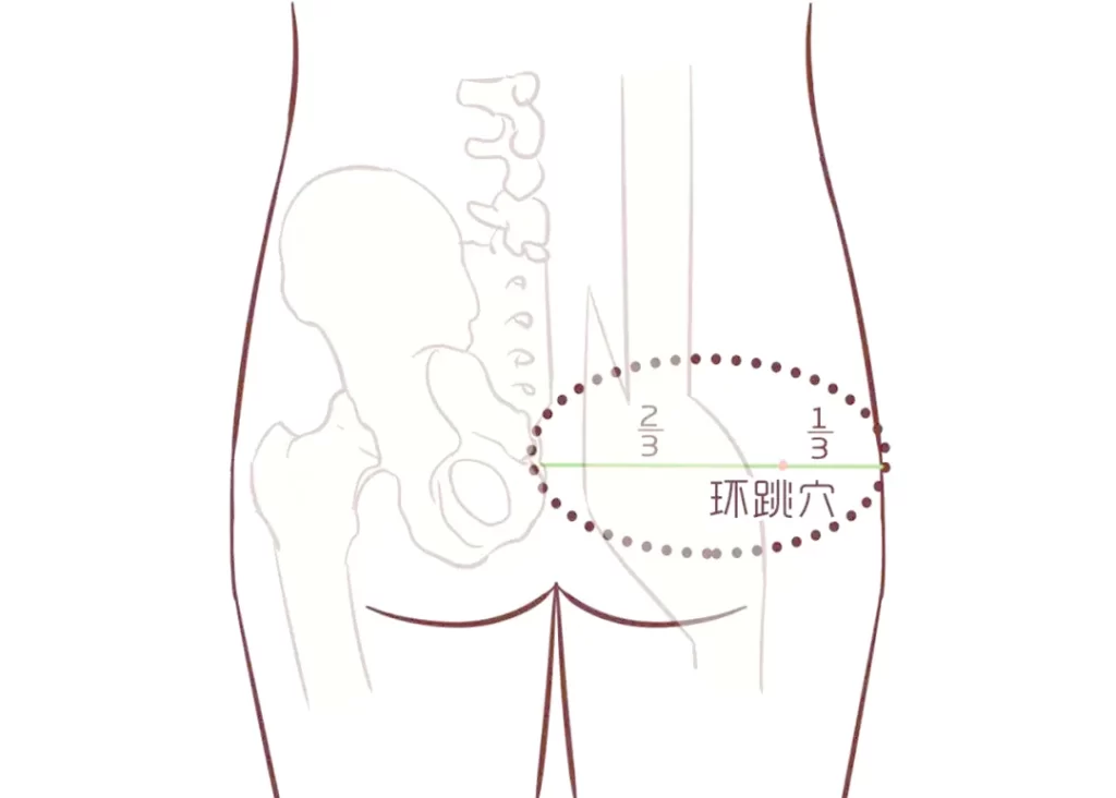 股関節のツボ「環跳（かんちょう）」の位置を示すイラスト（お尻と骨の解図）