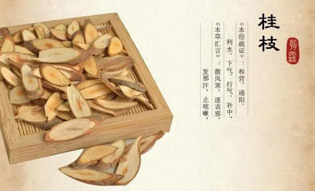 漢方生薬「桂枝(けいし)」の乾燥した枝。心臓病・冷え改善に使用