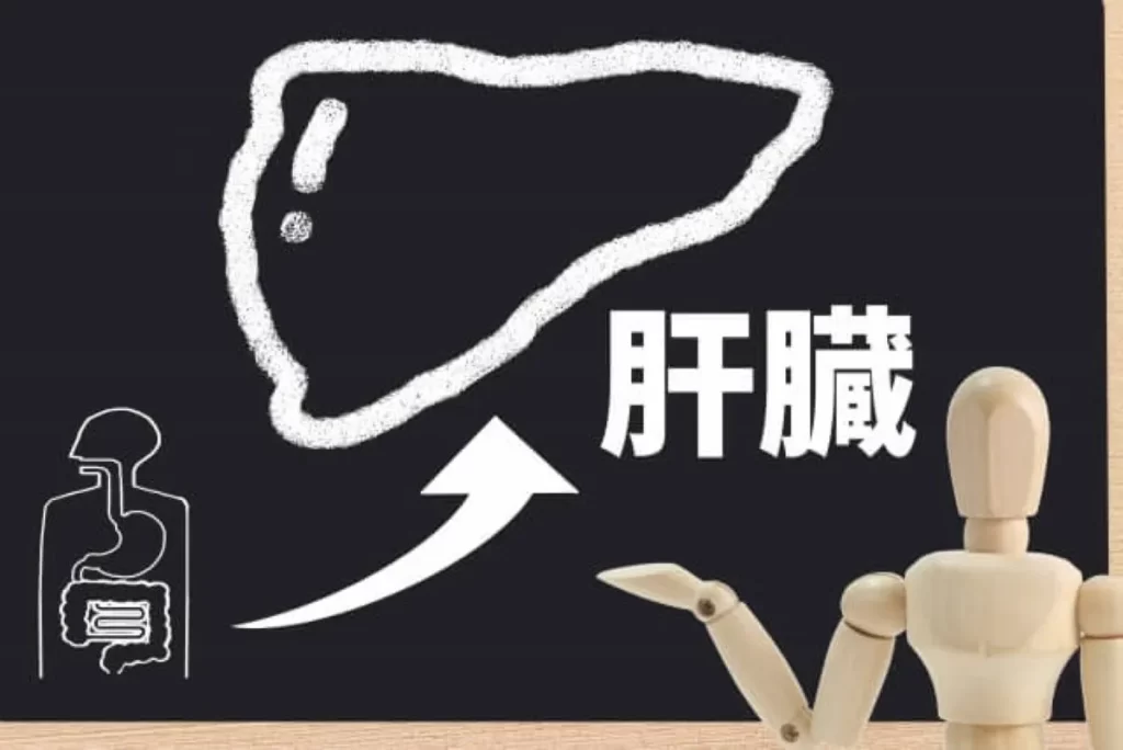 胃腸と肝臓のイラストが描かれた黒板と木製人形の画像