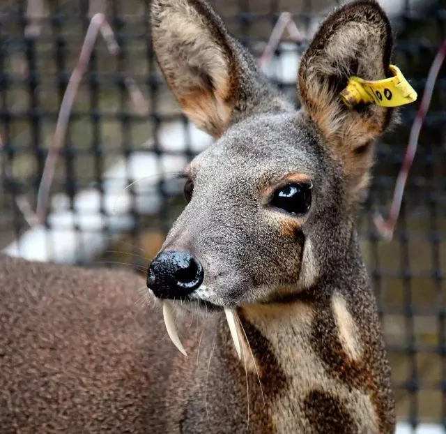 麝香を産生するジャコウジカ 耳に黄色いタグ