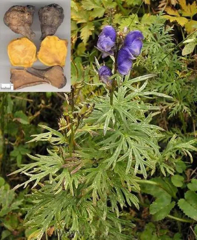 紫の花を咲かせたトリカブト（附子）の植物と、切断した生の根塊、定規でサイズ測定中