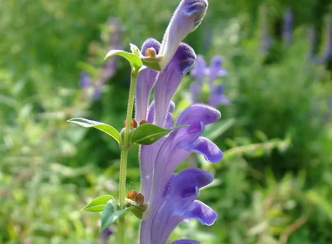 小柴胡湯に含まれる生薬・黄芩の紫色の花のクローズアップ。