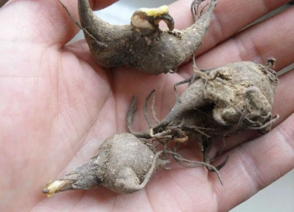 手のひらに乗せた3個の烏頭（加工附子）伝統漢方生薬