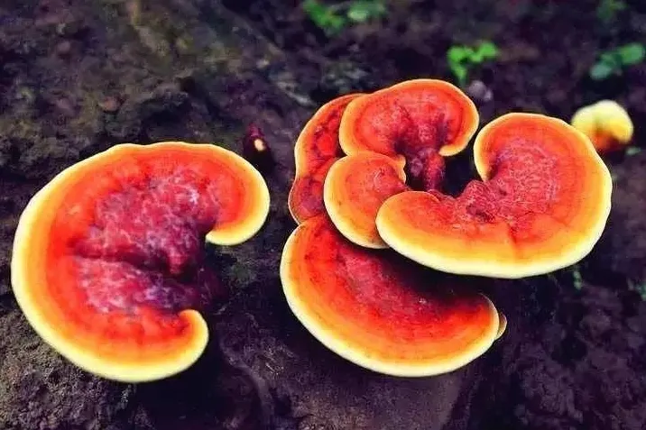 天仙液に含まれる生薬「霊芝（れいし）」の写真