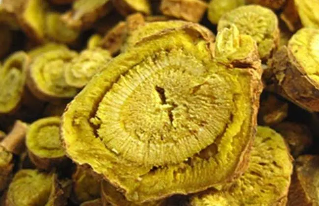 黄芩（おうごん）の黄色い断面クローズアップ、生薬の根の画像