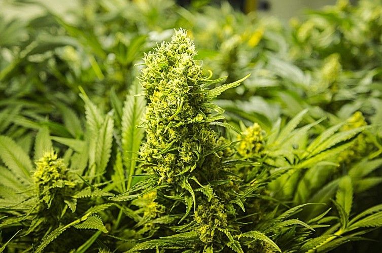 緑色の大麻の花。漢方薬として古代中国で使用された自然療法の素材