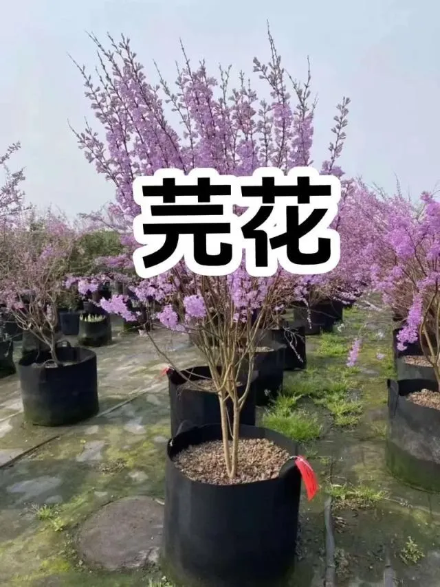 紫色の花を咲かせた芫花（げんか）の植物。漢方薬「十棗湯」に用いられる生薬で、土に囲まれた栽培風景