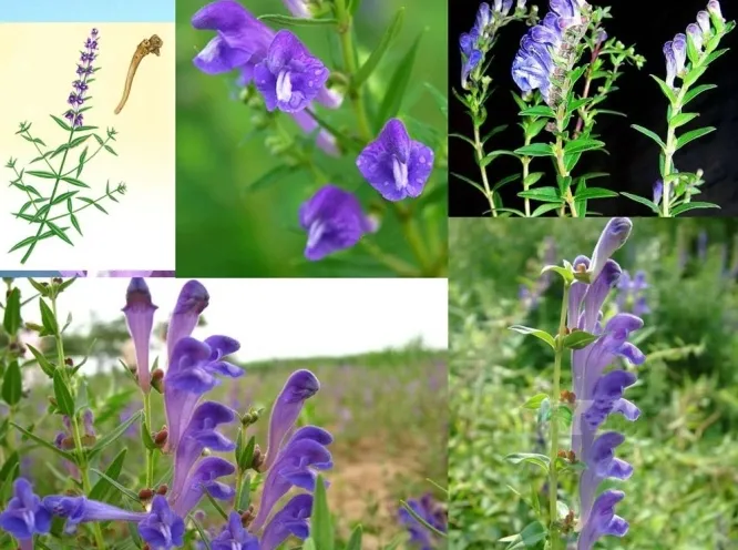 肝胆の解毒作用を持つ黄芩（おうごん）の紫の花を複数角度から撮影した写真。