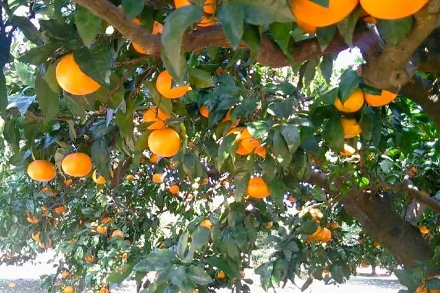 枝いっぱいに実ったたくさんのみかんがなる木。みかん狩りで家族と楽しむ様子