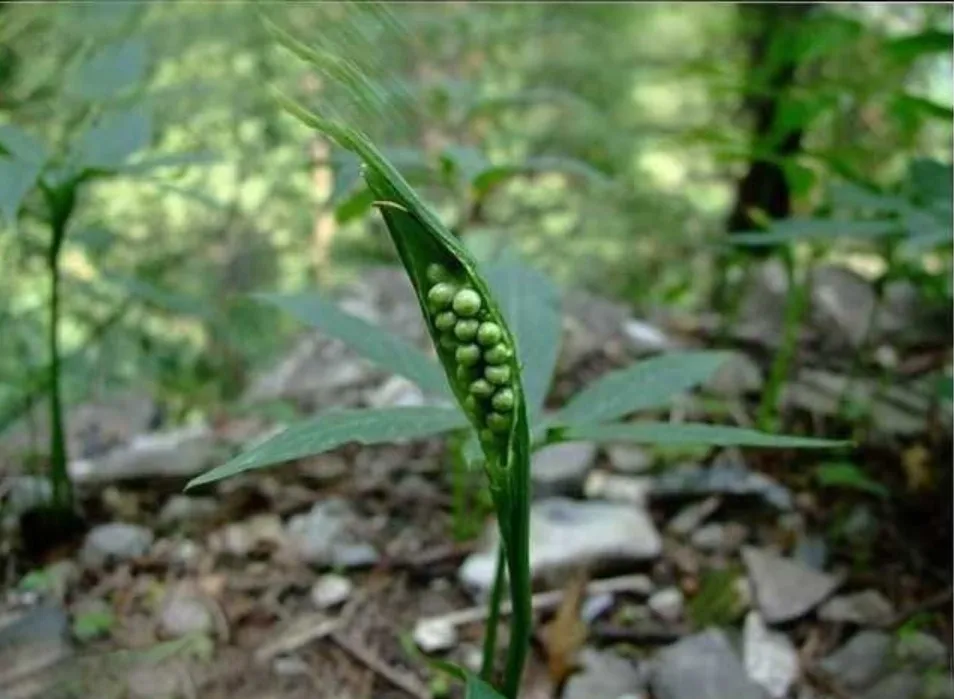 緑の葉の中に豆のように包まれた生半夏の実。倪海厦先生が悪性脳腫瘍の水頭症治療に大量処方した漢方薬の主薬