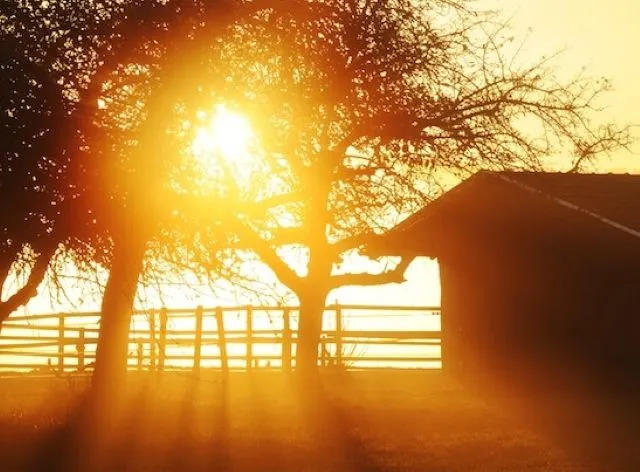 朝の陽光が木の葉の間から差し込み、眩しい逆光が広がる自然風景