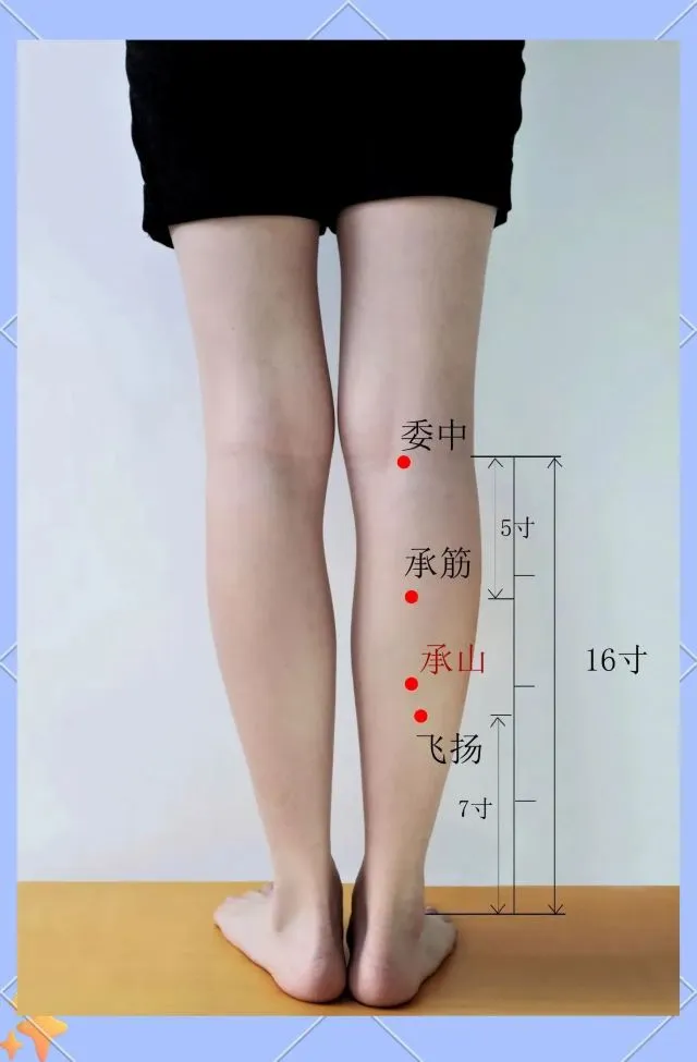 足の裏側（膝窩からふくらはぎ）の膀胱経ツボ位置図。委中（BL40）、承筋（BL56）、承山（BL57）、飛揚（BL58）を赤丸と中国語名・寸法で標記