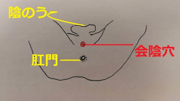 会陰 ツボ（会陰穴）の位置を示す手書きの簡易図。陰のうと肛門の中間に位置するツボをイラストで解説。
