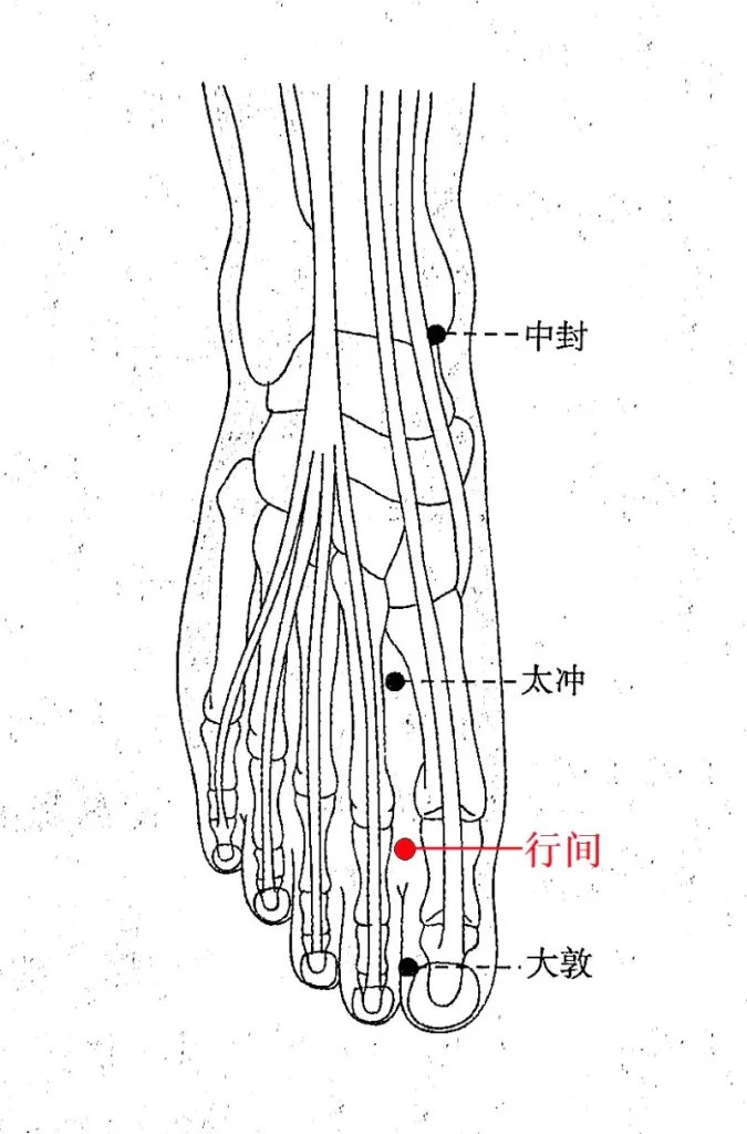 足の骨格と筋肉の線画に、肝経の大敦・行間・太衝・中封の位置を示したツボ図