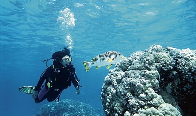 ダイビング中に右耳に異常が出たときの状況をイメージした写真。女性が海中で魚と珊瑚の近くを泳いでいる。