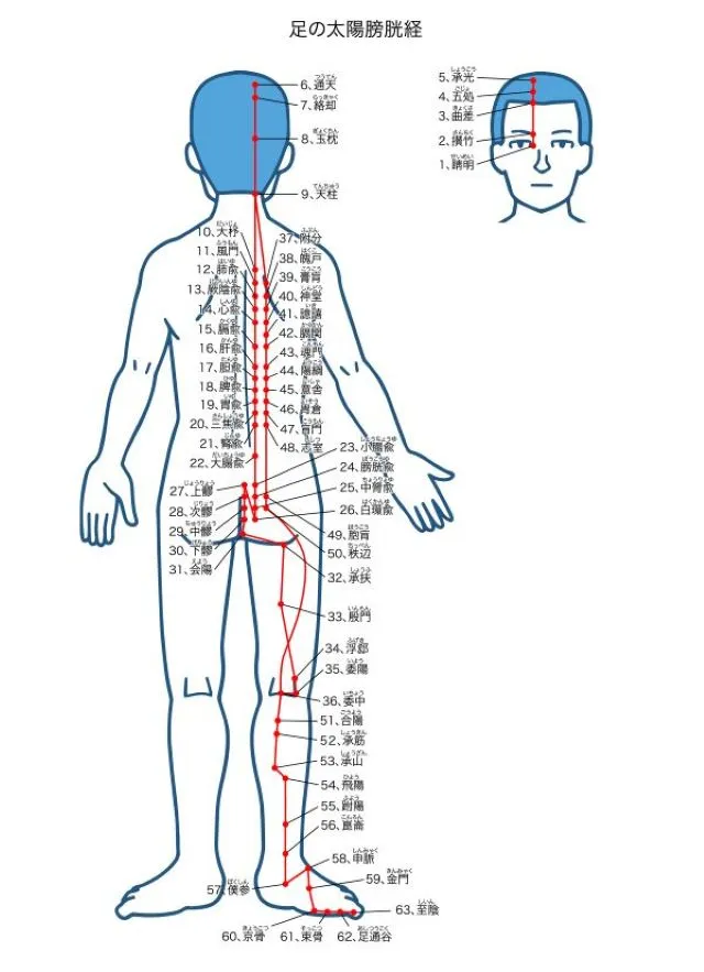 人体に描かれた経絡図。体で1番長く走る足太陽膀胱経。