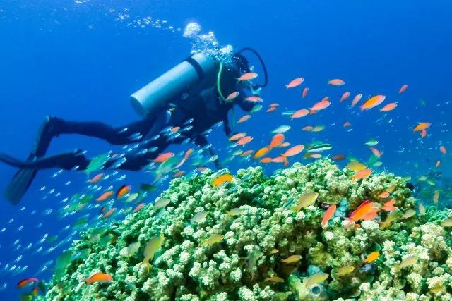  酸素瓶を背負い、海底でダイビングをしている女性の背中姿。海底に小さな魚がたくさん見える。20代の時に無理なダイビングで耳と鼻にダメージを受けた患者さんの過去エピソードを表すイメージ画像。