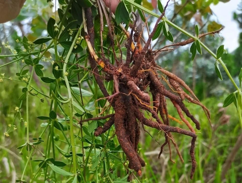 生薬、茜草の画像