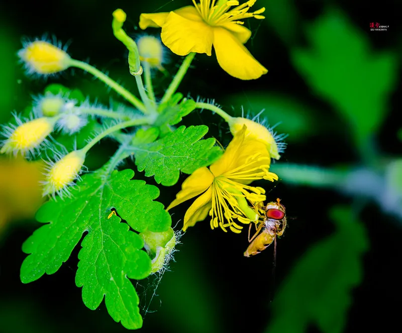 黄連の花にとまる蜂のクローズアップ写真。三黄瀉心湯の生薬である黄連のイメージ。