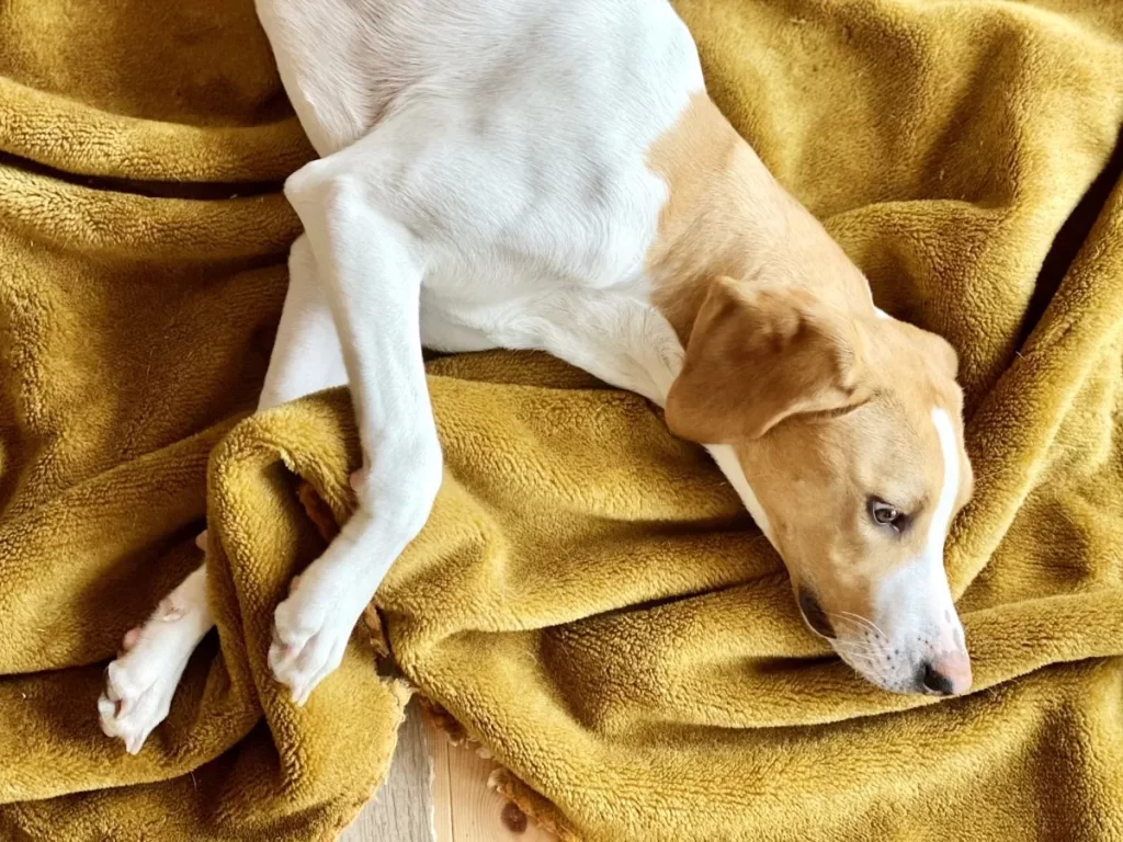 毛布の上に横たわる犬。体調不良でぐったりしている様子のイメージ。