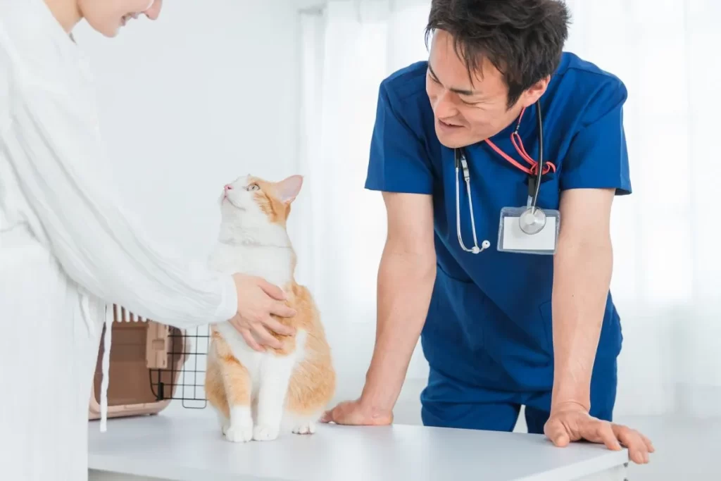 腎臓結石で苦しむ猫を診察する獣医と飼い主の手元の様子。