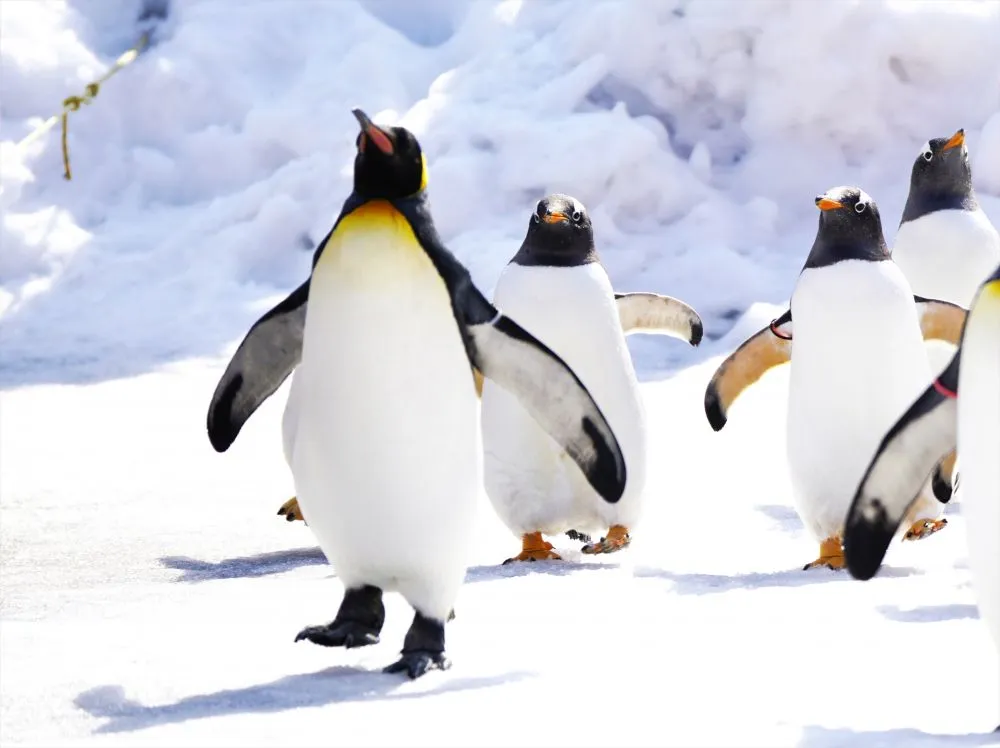 南極の氷の上で立つペンギンのイラスト。体が極度に冷えているとクローン病(ペンギン)が住みやすいことを象徴