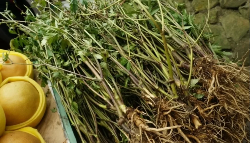 新鮮に収穫された当帰の根の束。土がついたままの自然な状態で並べられた漢方生薬。