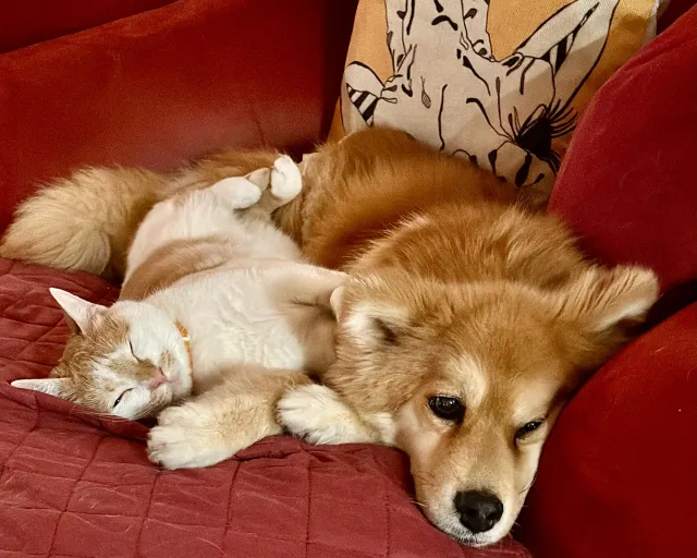 可愛い猫と犬が一緒にいる様子。動物の毛がアレルギーや症状悪化の原因になることを示すイメージ。