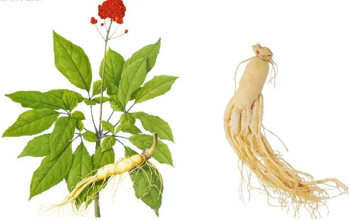 左側に緑の葉と赤い実がついた人参の植物、右側に生薬として使う乾燥した人参の根が並んだ比較画像