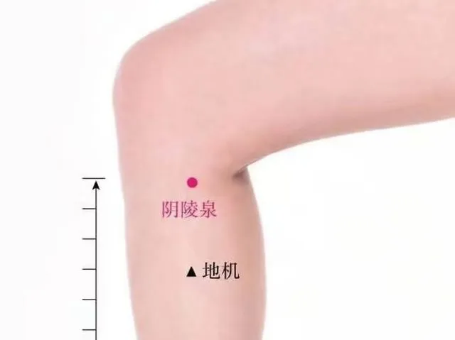 右膝内側のツボ位置イラスト。陰陵泉（ピンク丸）と地機穴を表示し、外側に1寸ごとのメモリ線付き。冷え性や脾臓関連の治療で使用。