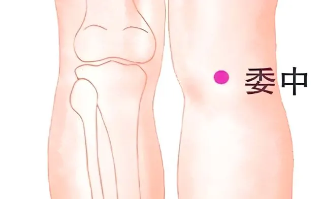膝裏のツボ位置イラスト。右膝裏に赤丸で委中穴を表示。坐骨神経痛や下肢の治療でよく使う経穴です。