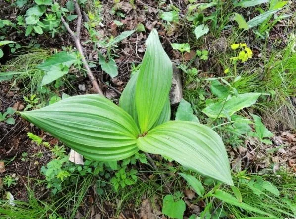 地面に生えた大きな葉と、てんかん治療に使う漢方生薬・藜蘆（れいろ）