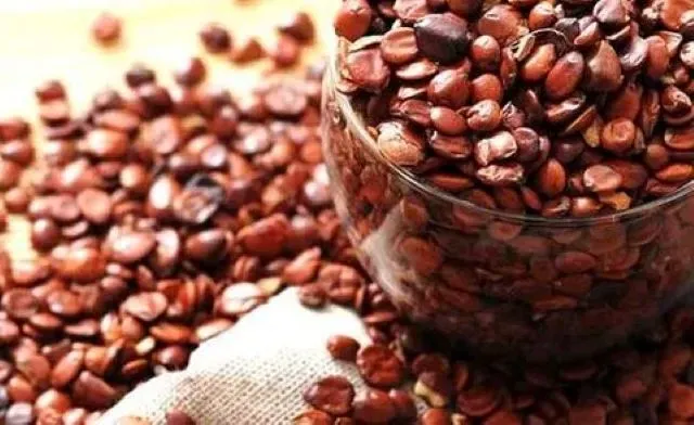 透明容器から溢れ出した酸棗仁の生薬。漢方薬の睡眠改善に使われる素材。