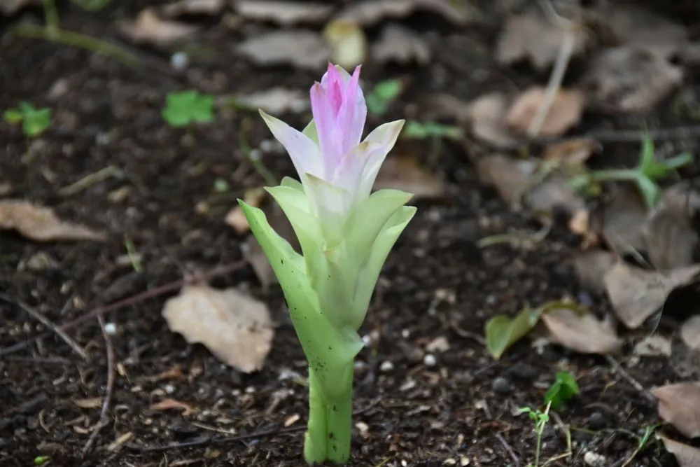 乳がん治療に使用されるウコンの花